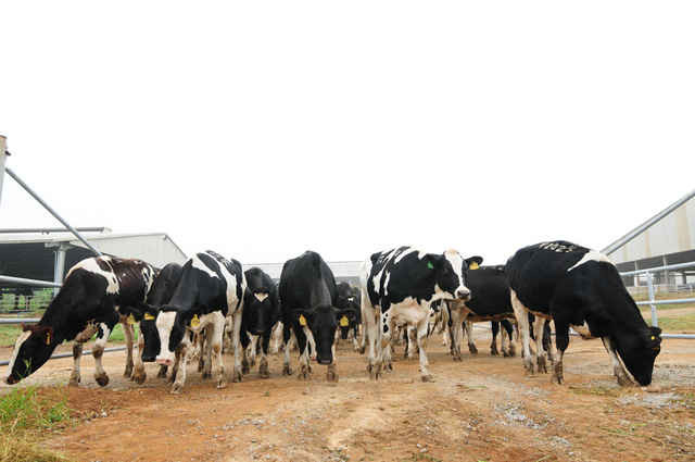 Trang trại mẫu nuôi bò sữa Ba Vì Mô hình tiêu biểu hợp tác DN  cơ sở  nghiên cứu