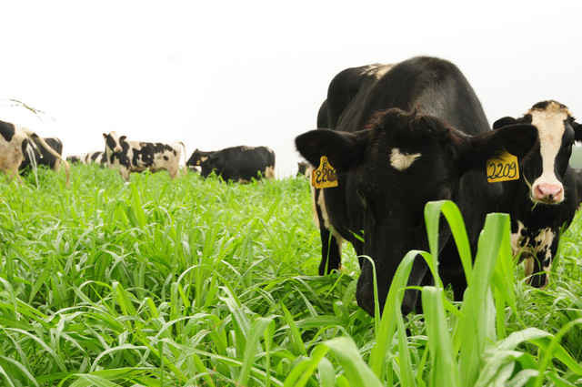 TH dùng đàn bò tơ sẵn có để chuyển đổi sang bò hữu cơ bằng cách nuôi trong 6 tháng với thức ăn hữu cơ. Bò được chăn thả trên đồng cỏ để ăn uống thêm thức ăn thô xanh và vận động tắm nắng