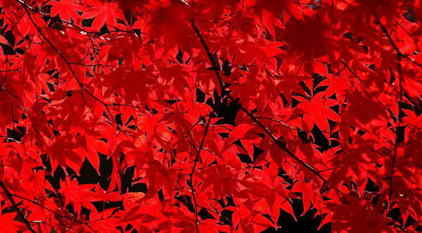 Ánh mặt trời buổi sáng chiếu sáng những chiếc lá màu đỏ lửa của cây phong Nhật Bản ở Falls Church, Virginia, Mỹ. Ảnh: Kevin Lamarque / Reuters
