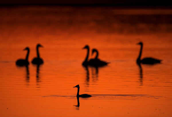 Hình ảnh những con chim nước sau khi mặt trời lặn gần Lietzow, phía đông nước Đức. Ảnh: Jens Buttner / AFP / Getty Images