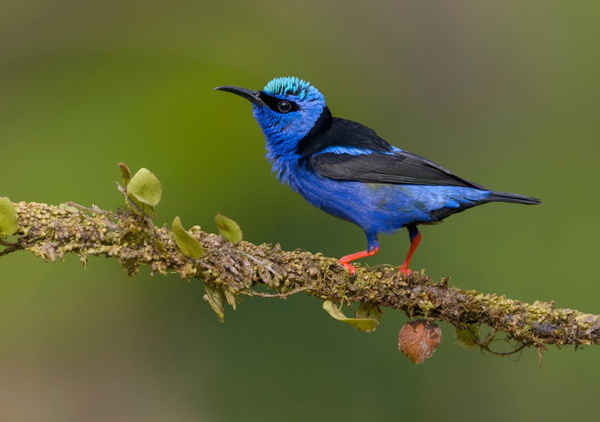 Chim honeycreeper chân đỏ ở Costa Rica. Ảnh: Tim Zurowski / BIA / Minden / Alamy
