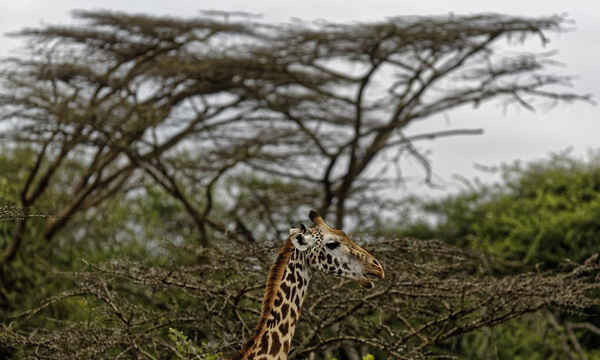 Một con hươu cao cổ đi qua những cây keo trong công viên quốc gia Nairobi, Kenya. Theo các nhà sinh học lập ra “danh sách đỏ” IUCN của thế giới, loài động vật cao nhất thế giới này hiện đang bị tổn thương do nguy cơ tuyệt chủng. Ảnh: Ben Curtis / AP