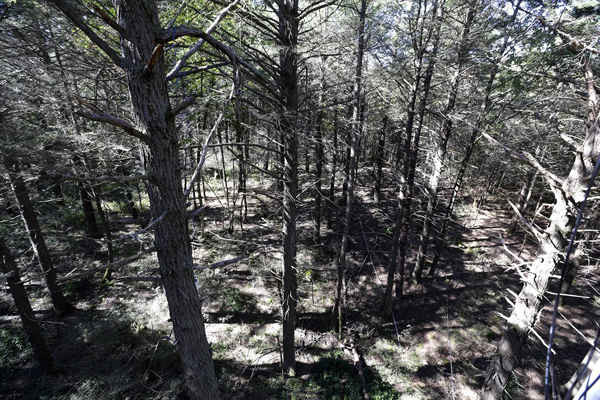 Những cây độc cần chết khô ở rừng nghiên cứu của Đại học Harvard tại Petersham, Massachusetts, Mỹ. Những cánh rừng từ New England tới bờ biển phía tây của Mỹ đang bị hủy hoại bởi các kẻ phá hoại xâm hại tàn phá và giết cây. Ảnh: Elise Amendola / AP