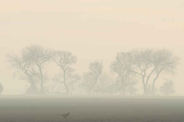 Một con gà lôi đi trên đất nông nghiệp trong sương mù gần Boston, Anh. Ảnh: Dan Kitwood / Getty Images