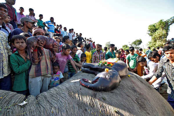 Mọi người chuẩn bị chôn một con voi cái và hai bào thai. Theo các quan chức kiểm lâm, con voi mẹ và hai bào thai này thiệt mạng sau khi bị tàu hỏa đâm ở huyện Hojai, bang Assam, Ấn Độ. Ảnh: Anuwar Hazarika / Reuters