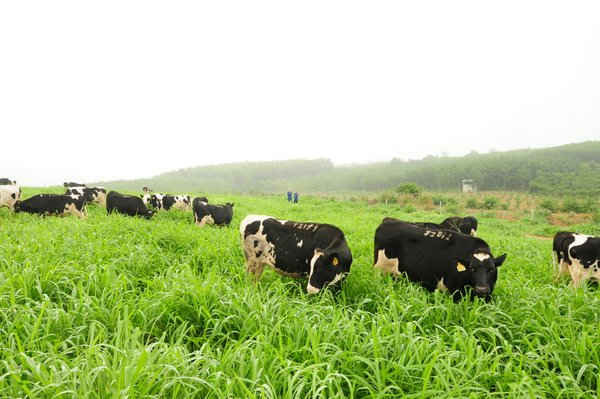Đàn bò organic được chăn thả tự nhiên trên cánh đồng cỏ Mombasa 