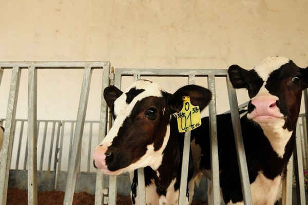 Chăm sóc bê organic tại trang trại bò sữa TH