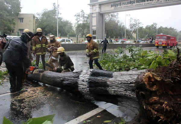 Lực lượng cứu hộ cắt cây bị đổ do gió mạnh ở Chennai, Ấn Độ vào ngày 12/12/2016. Ảnh: REUTERS / Stringer