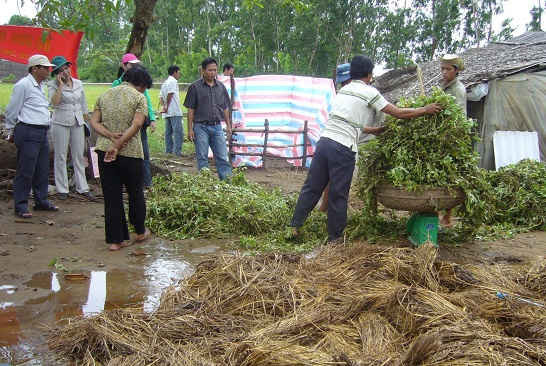 Nông dân huyện Châu Thành, tỉnh Sóc Trăng đang áp dụng mô hình ủ phân hữu cơ vi sinh từ rác và phế phẩm nông nghiệp.