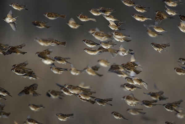 Chim sẻ bay dọc ven khu rừng ở ngoại ô Minsk, Belarus. Ảnh: Sergei Grits / AP