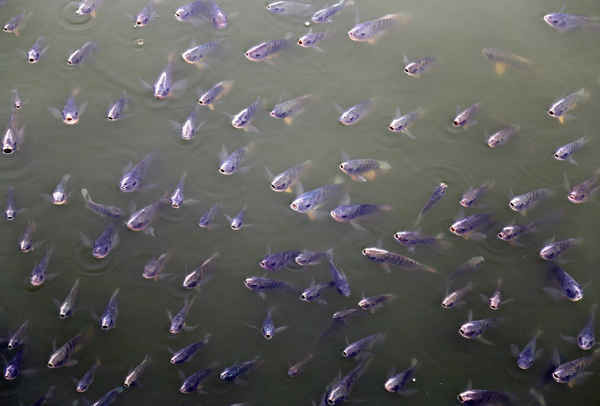 Những con cá tập trung lại khi được người qua đường cho ăn tại Hồ Sagar Ana ở Ajmer, Rajasthan, Ấn Độ. Ảnh: Himanshu Sharma / Reuters