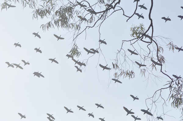 Chim di cư Siberia bay đến Agartala, Ấn Độ. Ảnh: Abhisek Saha / Barcroft Images