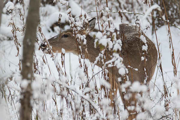 Một con nai cái đuôi trắng ở Michigan, Mỹ. Ảnh: Eric Wengert / Alamy Stock Photo
