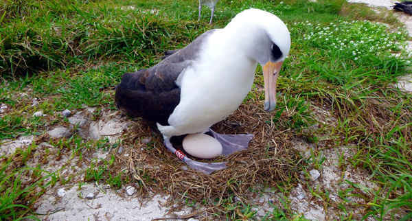 Con chim biển già nhất thế giới đẻ trứng ở tuổi 66. Ảnh: Dan Clark / USFWS / AP