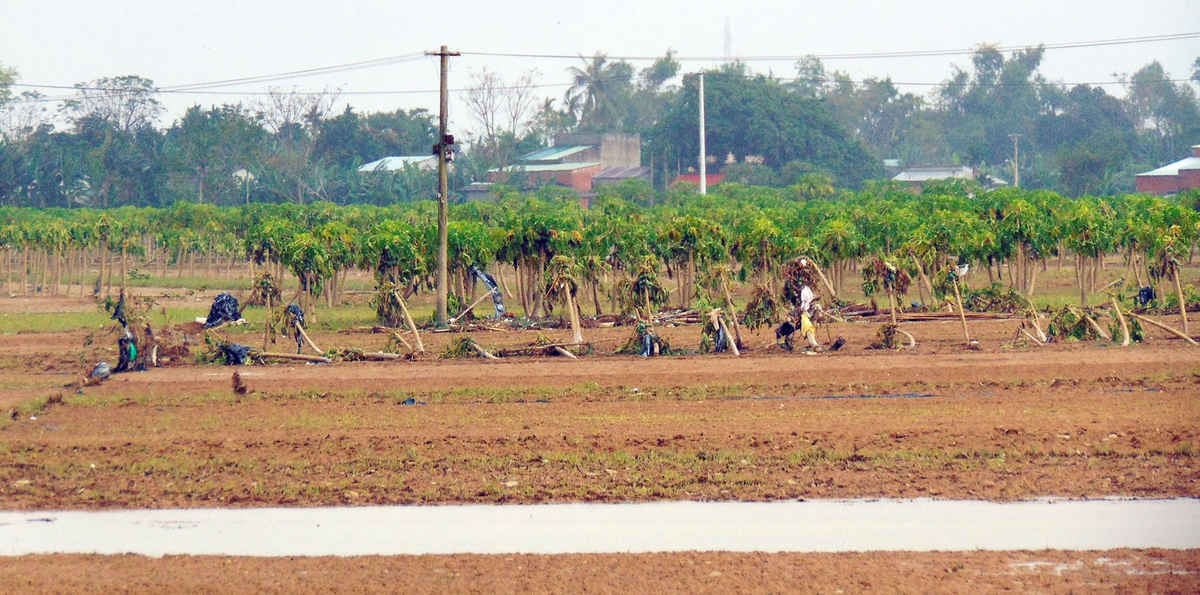 Vườn đu đủ hoang tàn sau mưa lũ, chỉ chờ nắng lên là sẽ vàng rụng lá, chết dần