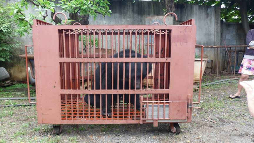 Một trong sáu cá thể Gấu ngựa được tự nguyện chuyển giao tại Đắk Lắk