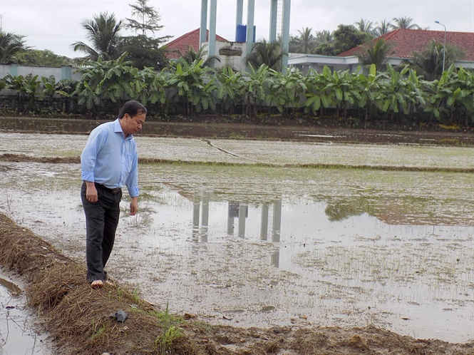 Ông Nguyễn Hồng Sơn, Cục trưởng Cục Trồng trọt, lội ruộng kiểm tra thiệt hại của người dânn