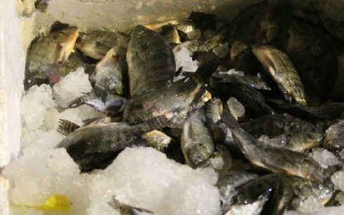 Gần 600kg cá ướp lạnh bốc mùi hôi thối bị thu giữ