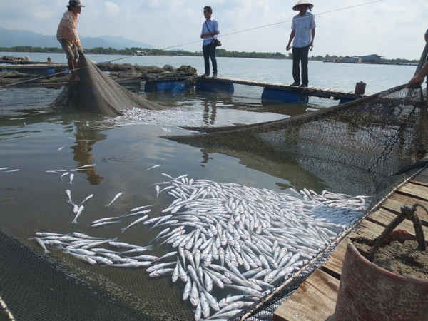Cá chết hàng loạt tại xã đảo Long Sơn hồi tháng 9/2015