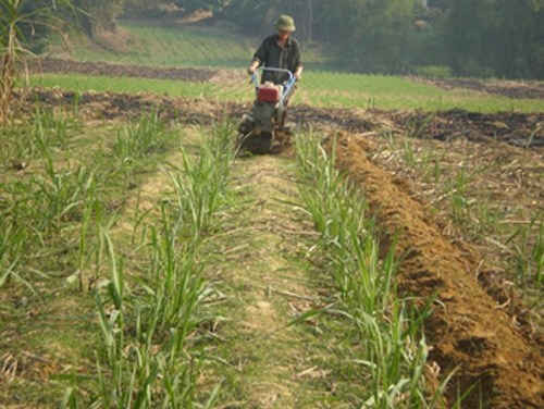 Thủ tục để chuyển đổi đất trồng lúa sang trồng cây công nghiệp