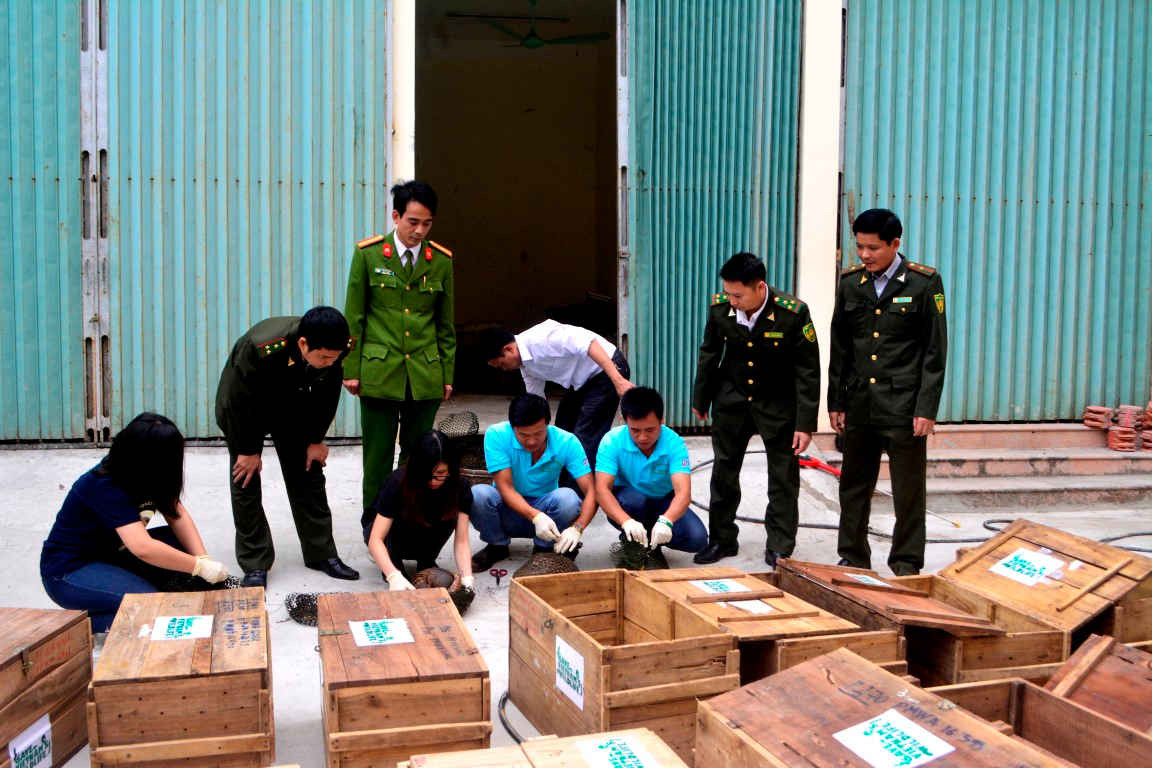 Tê tê được cứu hộ tại Ninh Bình