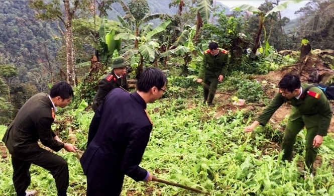 Lực lượng chức năng triệt phá vườn thuốc phiệt của Chảo Chin Nhàn