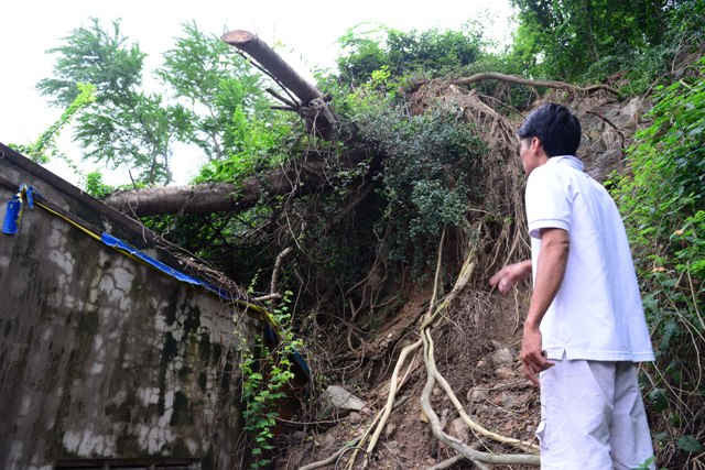 Cây đổ tại 12 Nguyễn Hoành, Vĩnh Trường đang “treo” trên đầu khu dân cư