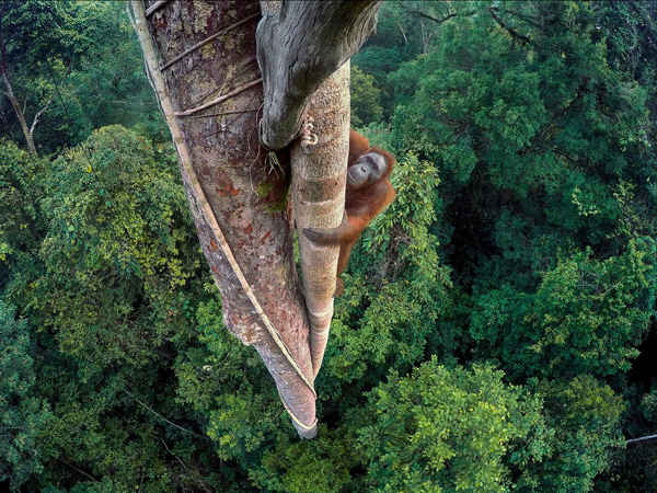 Entwined Lives của Tim Laman, người Mỹ. Một con đười ươi Borneo đực nhỏ có nguy cơ tuyệt chủng trèo hơn 30 mét lên một cây trong khu rừng của Vườn quốc gia Gunung Palung trên đảo Borneo, Tây Kalimantan, Indonesia.