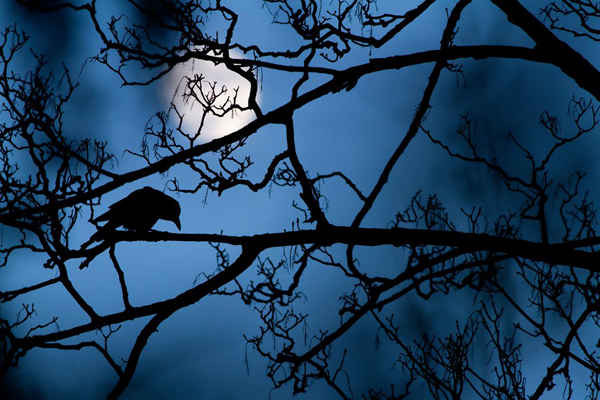 Mặt trăng và con quạ của Gideon Knight, đến từ Vương quốc Anh. Con quạ đậu trên cây trong một công. Đó là một trong những hình ảnh mà Gideon đã nhìn thấy nhiều lần ở gần nhà của ông ở Công viên Valentines, London. Nhưng khi ánh sáng màu xanh của hoàng hôn len lỏi trong và trăng tròn, cảnh có nét biến đổi.