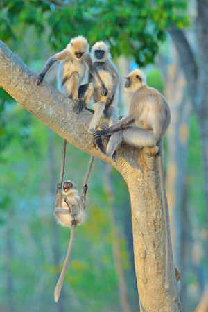Time Swinging của tác giả Thomas Vijayan. Những con voọc xám chơi đùa trong công viên quốc gia Bandipur, bang Karnataka, Ấn Độ. Vijayan có chuyến hành trình từ Canada đến Ấn Độ để chụp ảnh hổ và báo. Tuy nhiên, một ngày sau khi bắt đầu hành trình, ông đã chụp được hình ảnh một nhóm voọc xám nô đùa trên một cái cây gần đó.