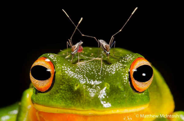Piercing Headache của Matthew McIntosh, người chiến thắng chung cuộc “Nhiếp ảnh gia thiên nhiên AG của năm 2016”. Hình ảnh về một con ếch cây có đôi mắt màu cam (LITORIA xanthomera)