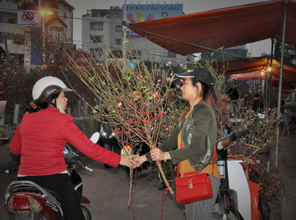 Tại chợ hoa Quảng An những cành đào Nhật Tân bắt đầu bán cho khách hàng với mức giá khoảng 100 – 200 nghìn đồng