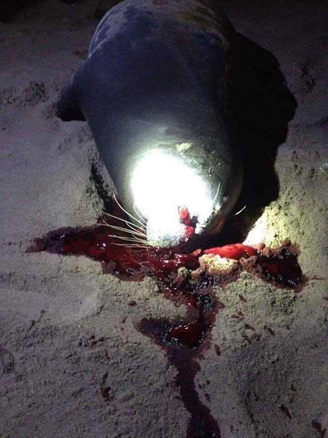 Con hải cẩu bị đánh chết
