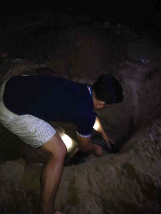 Người dân đào lỗ chôn con hải cẩu bị chết