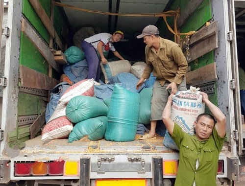 Gỗ trên 2 xe biển Lào được ngụy trang bằng chở ngô hạt