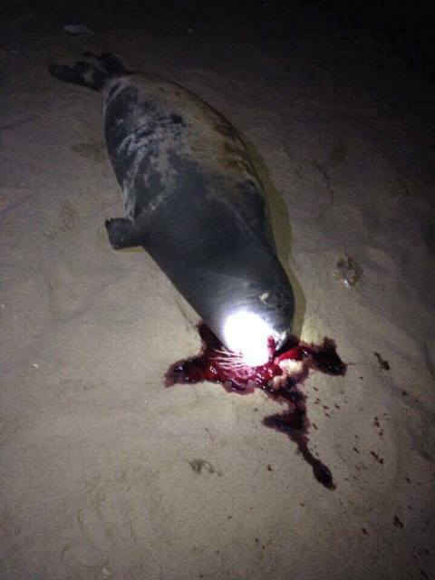 Hình ảnh hải cẩu bị đánh chết gây phẫn nộ cho người dân địa phương và cộng đồng mạng