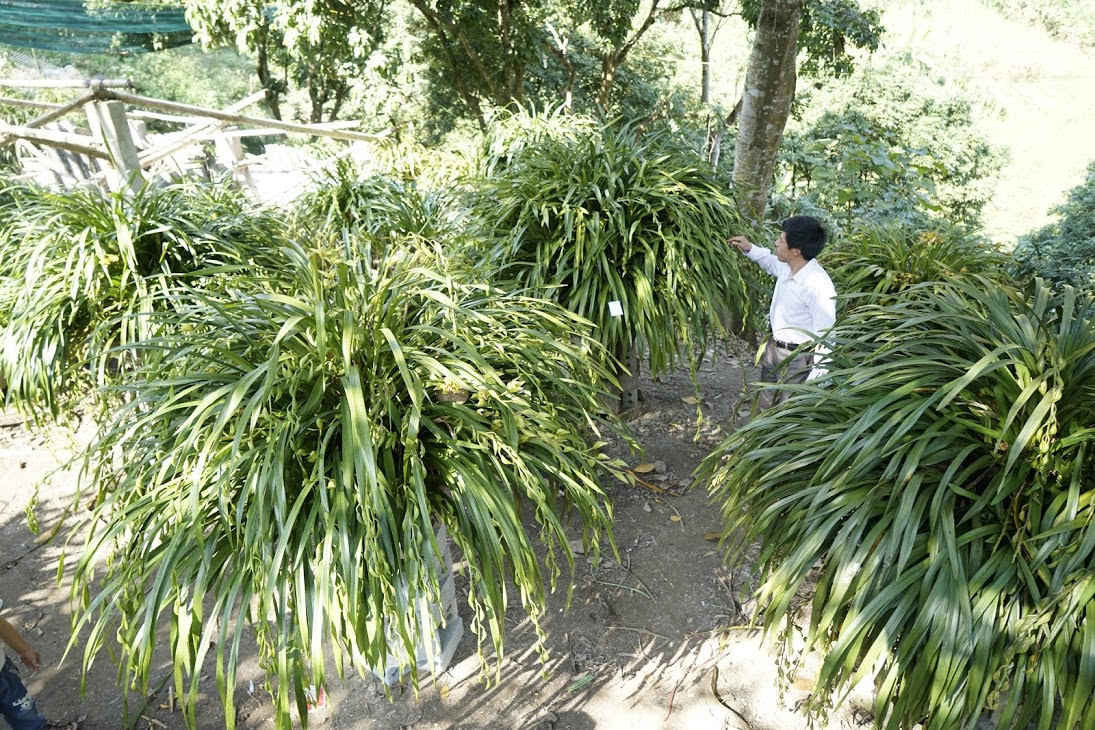 Sa Pa đưa ra thị trường Tết 7.000 chậu địa lan Trần Mộng loại đẹp