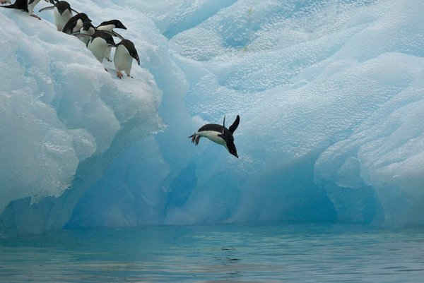 Chim cánh cụt nhảy khỏi một tảng băng ở Nam Cực. Ảnh: Tim Laman / naturepl.com / WWF / PA