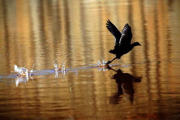 Chú chim cuốc bay trên mặt nước trong một ngày mưa ở thành phố Jenin, phía Bắc Bờ Tây. Ảnh: Alaa Badarneh / EPA