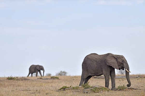Những con voi ở Mara khu bảo tồn quốc gia Maasai ở Kenya. Ảnh: Sun Ruibo / Xinhua / Barcroft Images