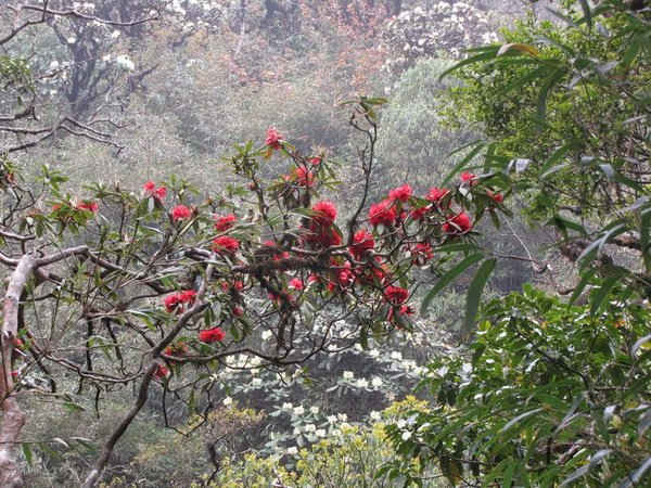 Loài hoa Đỗ Quyên Rhododendron agastum var. pennivenium có hoa màu đỏ. Ảnh do Vườn quốc gia Hoàng Liên (Sa Pa) cung cấp