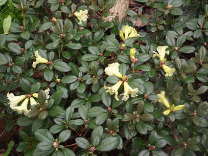 Loài hoa Đỗ Quyên Rhododendron valentinianum.có hoa màu vàng. Ảnh do Vườn quốc gia Sa Pa (Sa Pa) cung cấp