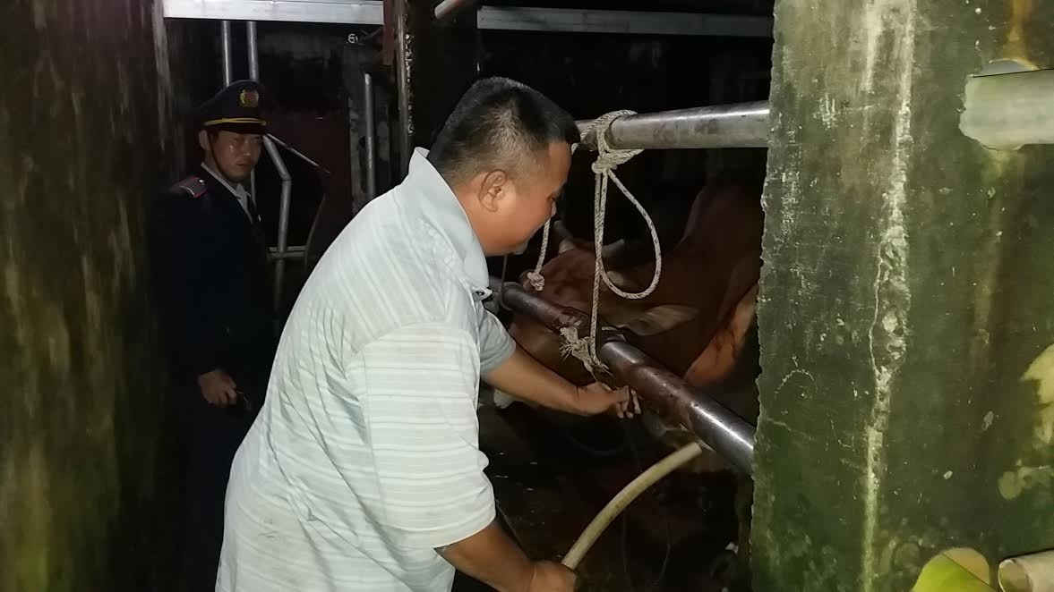 Cơ quan chức năng bắt quả tang cơ sở bơm nước vào bò trước khi giết mổ tại huyện Quế Sơn, Quảng Nam