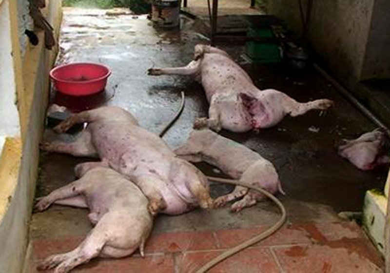 Lợn chết la liệt ở cơ sở giết mổ