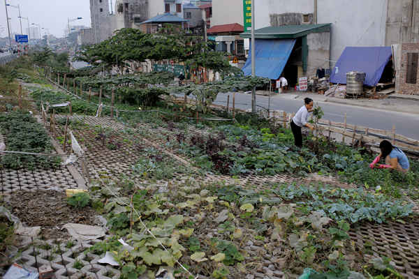 Hiện nay, khu vực bờ kè vành đai 2 nhiều hộ dân tận dụng làm nơi trồng rau xanh