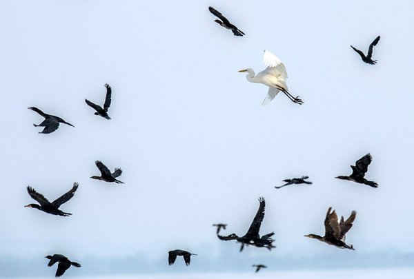 Đàn chim bay qua hồ Dojran lạnh giá gần biên giới Hy Lạp và Macedonia. Ảnh: Georgi Licovski / EPA