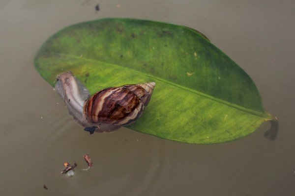 Con ốc nổi trên một chiếc lá trong các trận lũ ở huyện Tumpat, Kelantan, Malaysia. Ảnh: Fazry Ismail / EPA