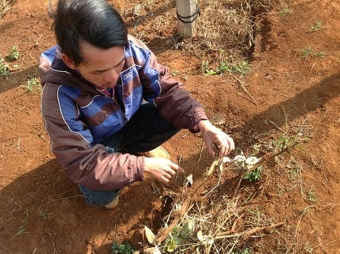 Anh Đặng Mong – xã Ia Hrú, huyện Chư Pưh đang nhặt  những gốc hồ tiêu chết trong vườn nhà.