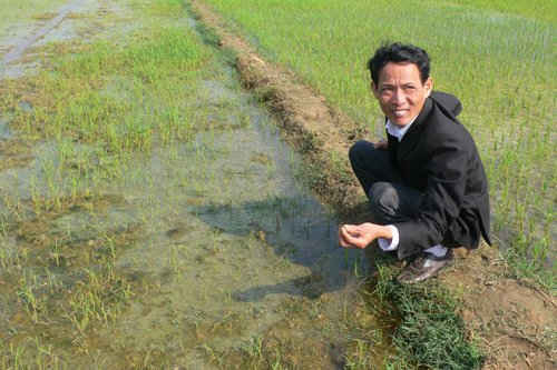 Người nông dân xã Cẩm Kim lo lắng tình trạng nhiễm mặn sẽ còn lan rộng sang các cánh đồng khác ở Hội An