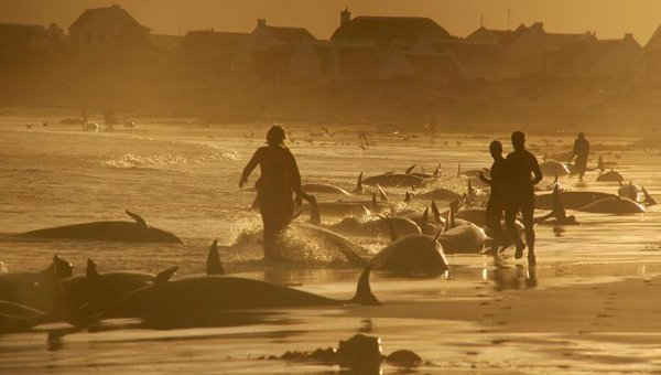 Cá voi giả sát thủ bị mắc kẹt trên một bãi biển lúc mặt trời mọc tại Kommetjie gần Cape Town (Nam Phi) vào ngày 30/5/2009. Ảnh: REUTERS / Chad Chapman